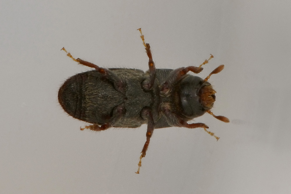 Scolytus sp.  (Scolytidae)